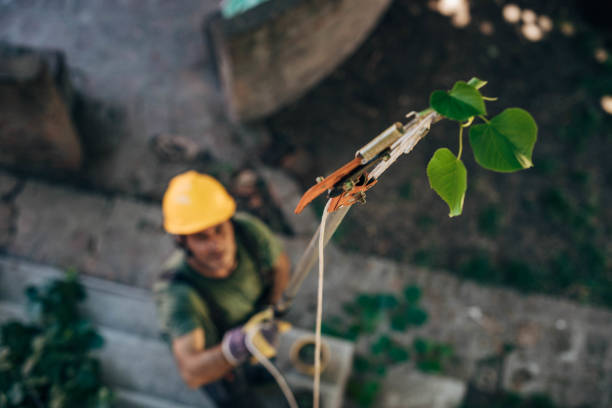 Best Hazardous Tree Removal  in Poteet, TX